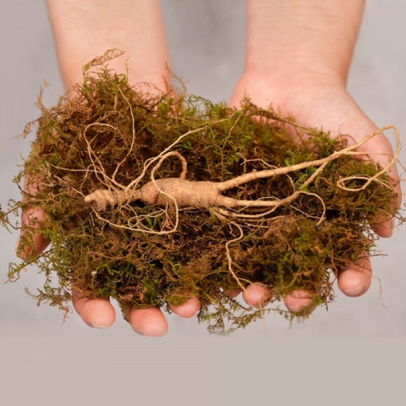 Premium Wild Ginseng Extract (100ml x 30 packs)_Korea Direct Delivery A