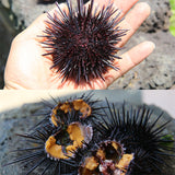 Premium Jeju Sea Urchin 170g