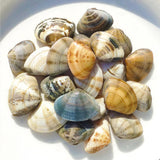 [Clamy] Frozen Boiled Korean Ark Clams 1kg